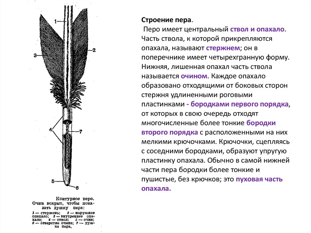 Как располагаются перья на теле птицы