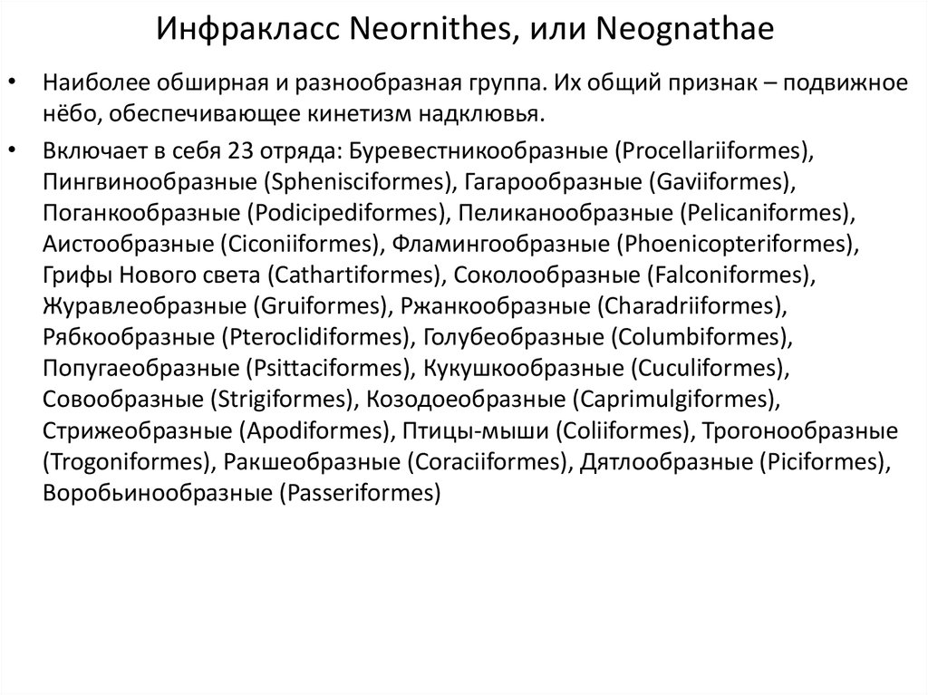Инфракласс Neornithes, или Neognathae
