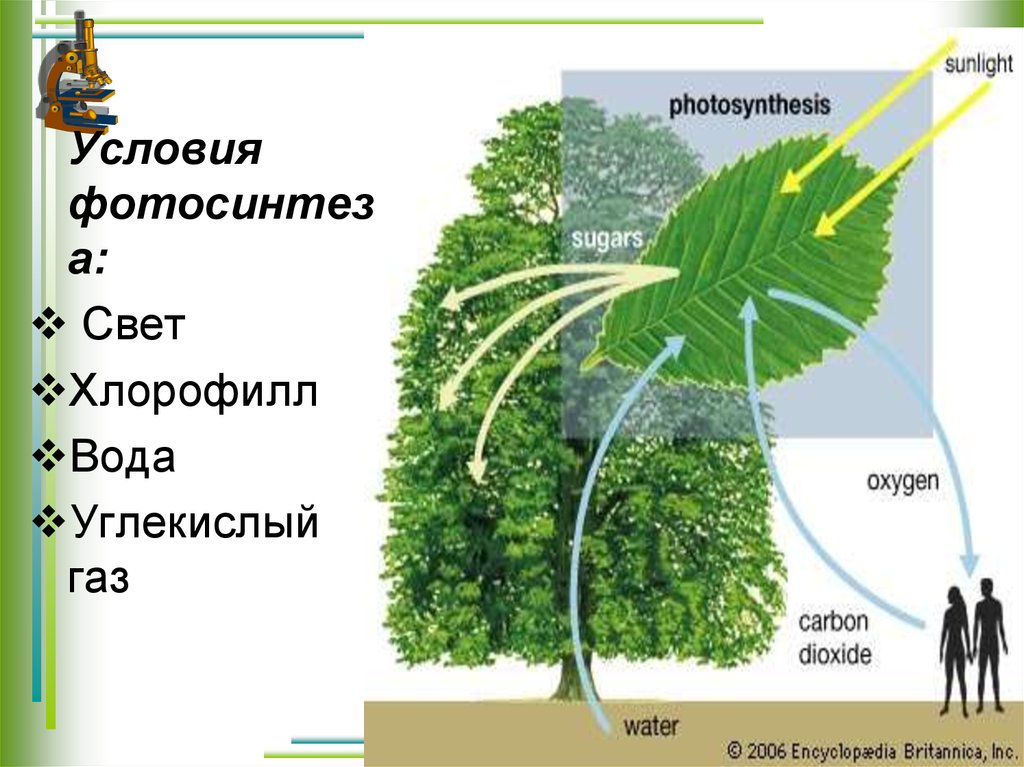 Фотозинтез. Фотосинтез. Экология фотосинтеза у растений. Фотосинтез физиология. Схема процесса фотосинтеза.