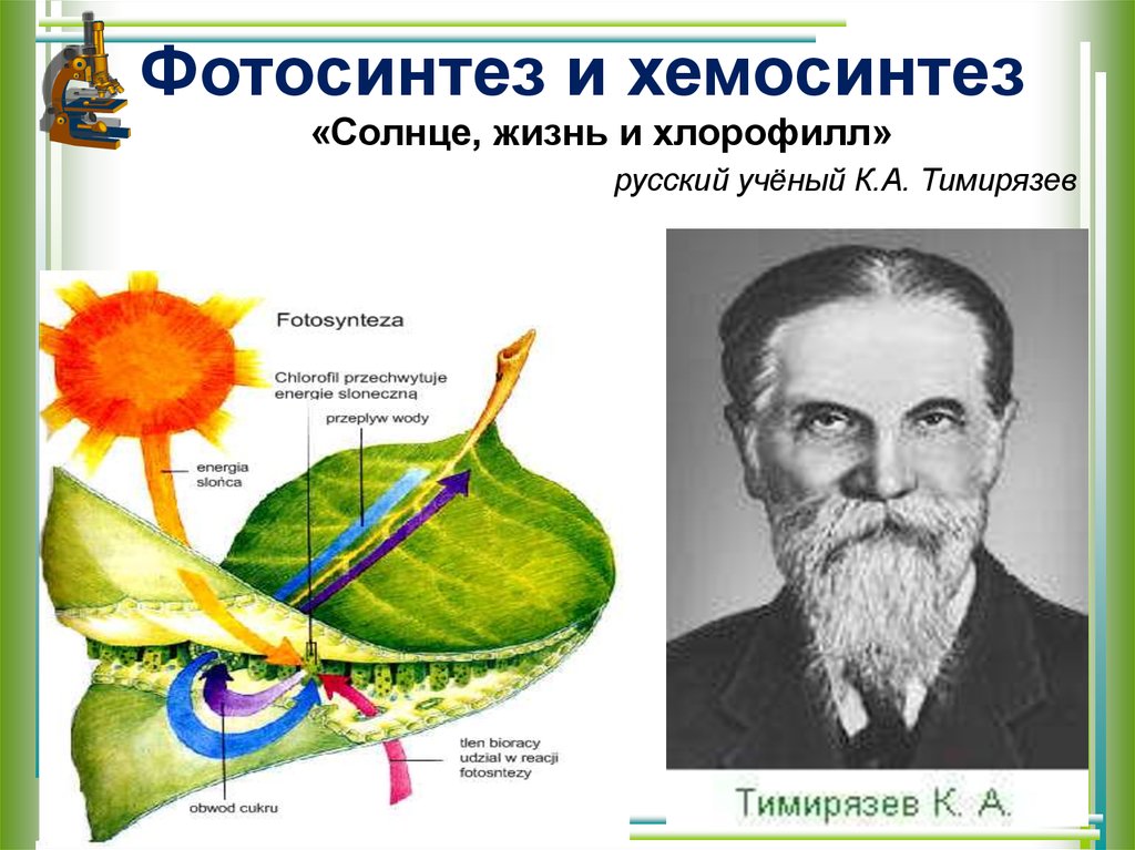 Русский ученый впервые значение хлорофилла для фотосинтеза