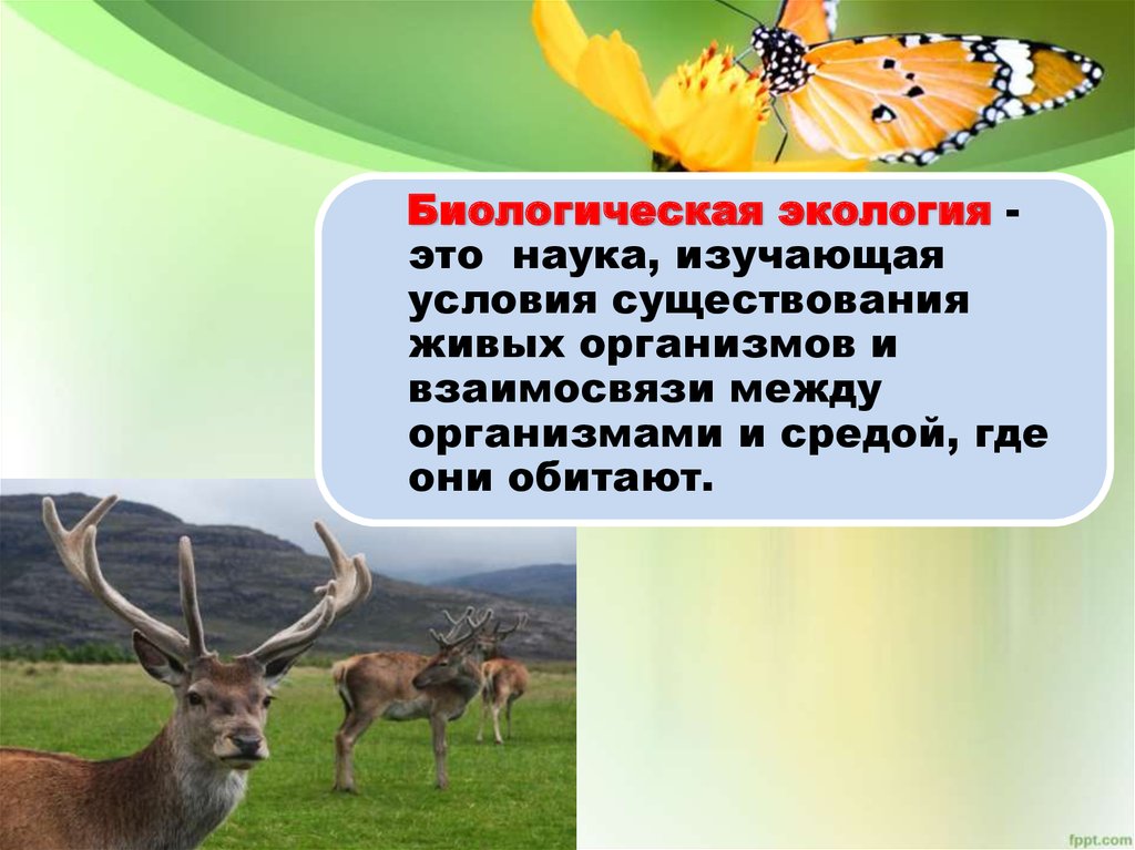 Связи организмов с окружающей средой изучает. Биологическая экология. Экология это наука в биологии. Экология это наука изучающая условия существования. Экология живых организмов.