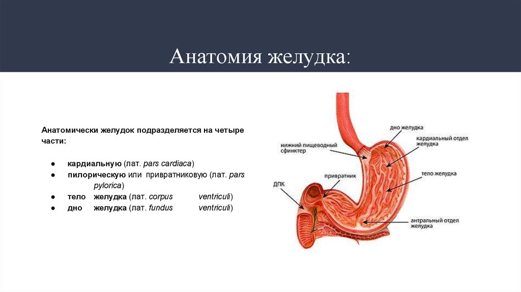 Строение желудка человека схема