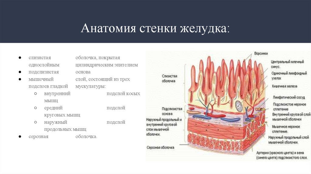 Стенка анатомия. Строение стенки желудка анатомия. Строение слоя стенки желудка. Строение стенки желудка схема. Строение и функции стенок желудка.