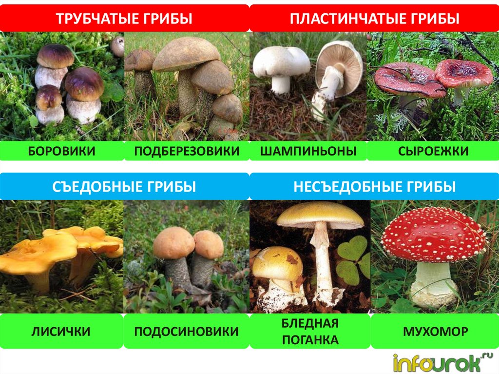 Какие съедобные грибы относятся к трубчатым грибам. Несъедобные Шляпочные грибы. Несъедобные трубчатые грибы названия. Съедобные грибы несъедобные грибы ядовитые. Пластинчатые грибы съедобные и ядовитые.