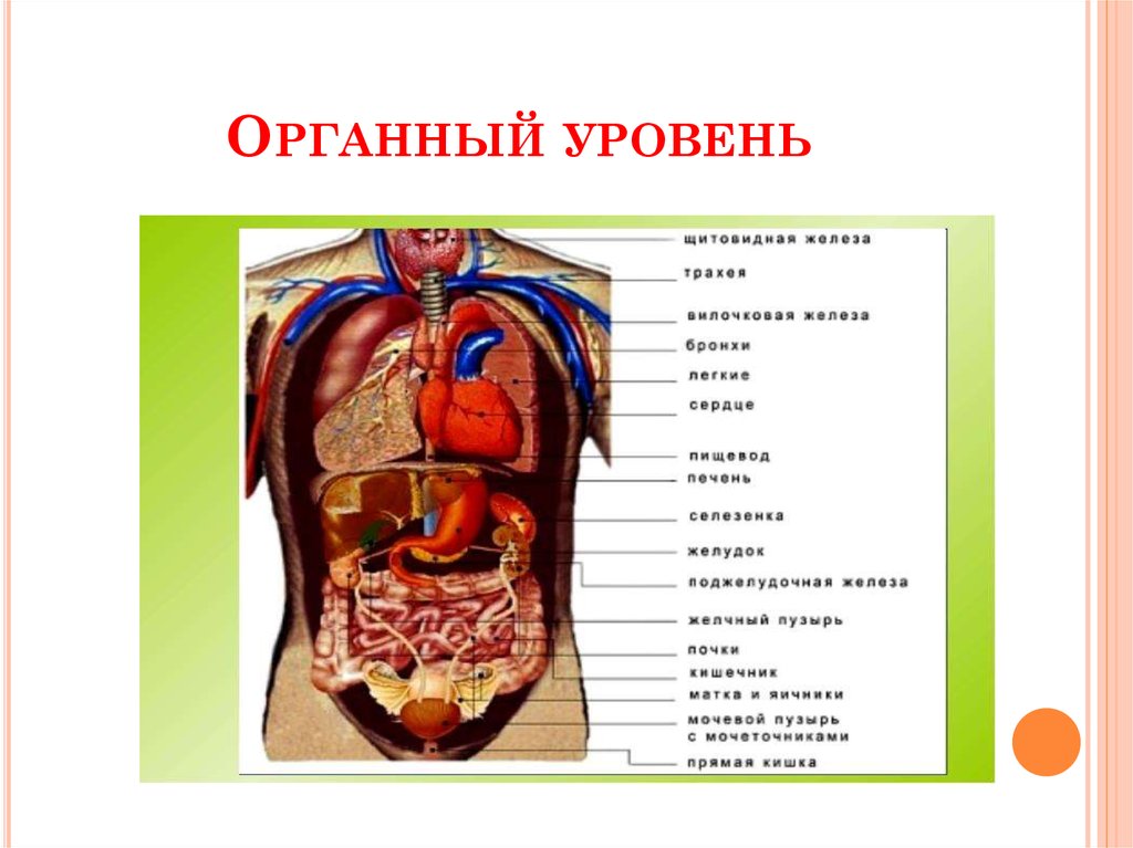 Органный уровень