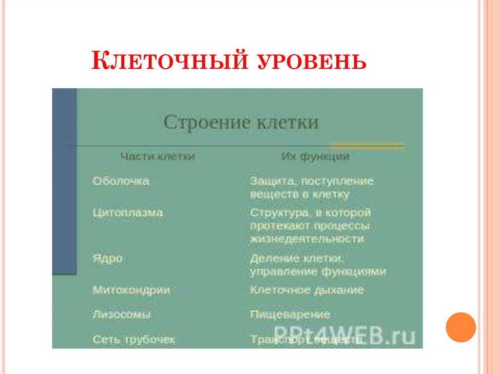 Клеточный уровень