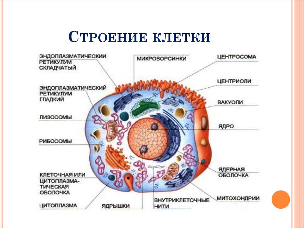 Строение клетки