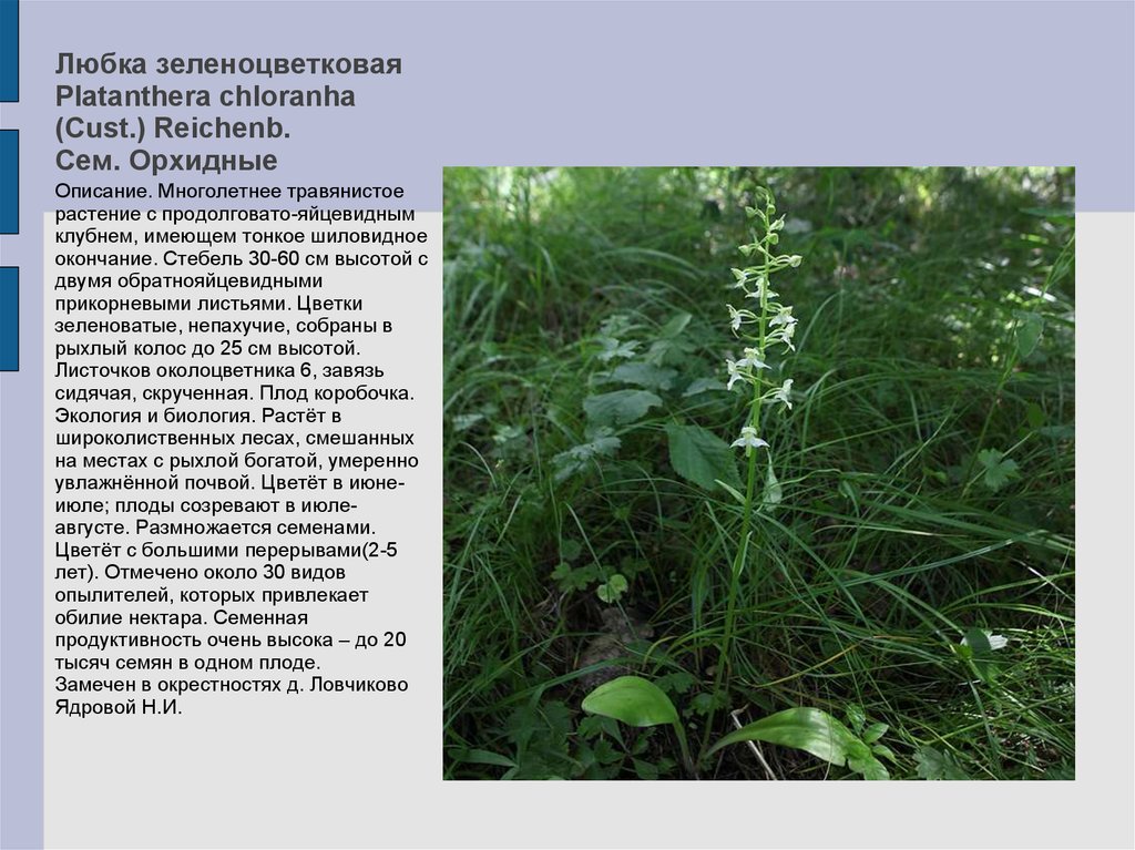 Любка зеленоцветковая Platanthera chloranha (Cust.) Reichenb. Сем. Орхидные