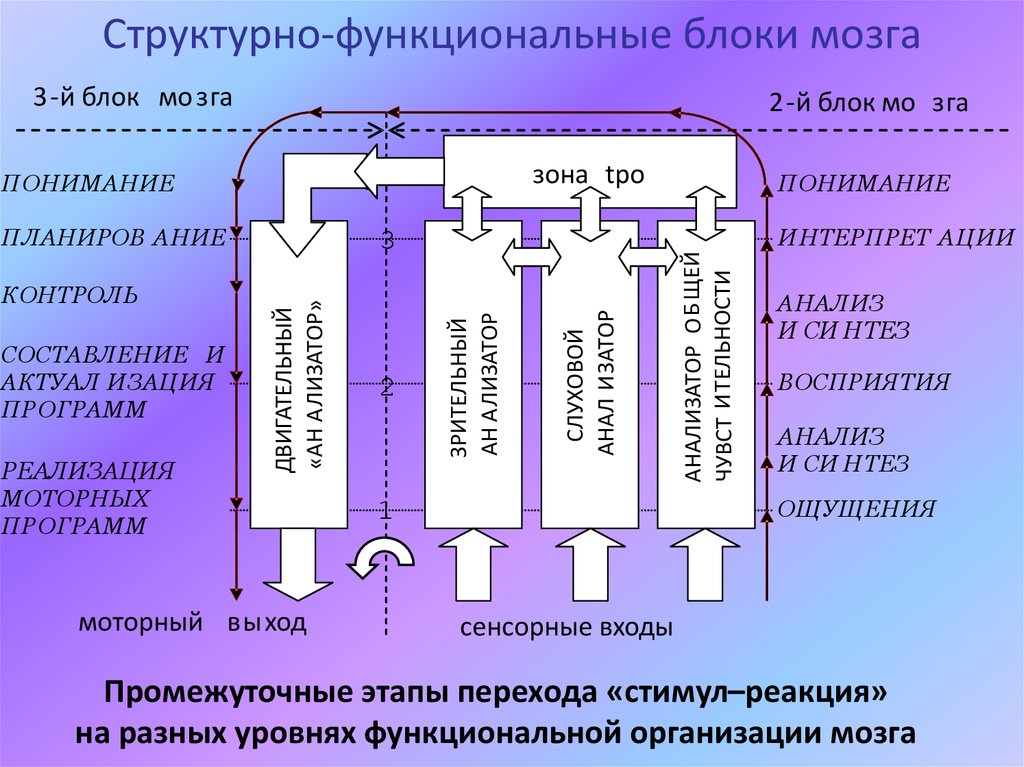 Основная структурно функциональная. Схема взаимодействия трех блоков мозга. 3-Х функциональных блоков мозга схема. Взаимодействие трех основных функциональных блоков мозга схема. Структурно функциональные блоки.