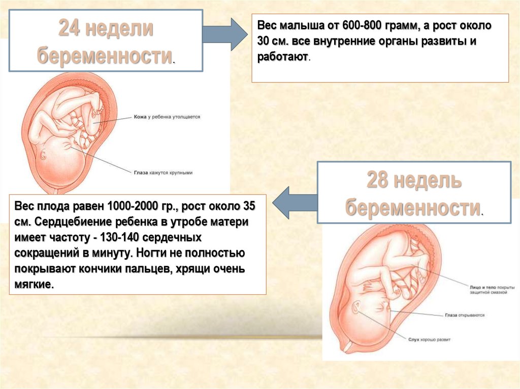 24 25 недель беременности