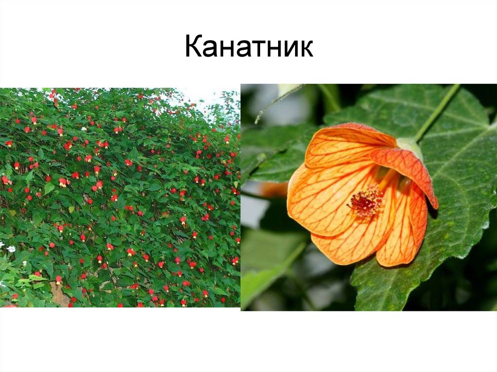 Канатник