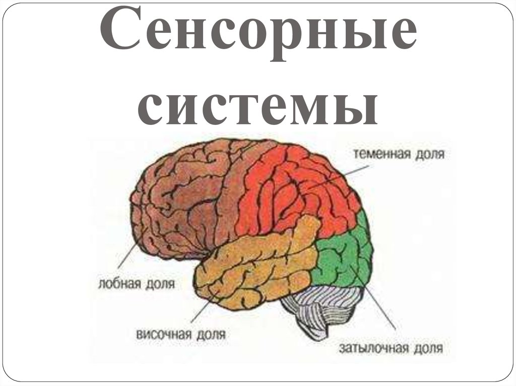 Перечислите доли головного мозга. Доли больших полушарий головного мозга рисунок. Отделы доли больших полушарий мозга. Доли коры больших полушарий рисунок. Большие полушария головного мозга доли.