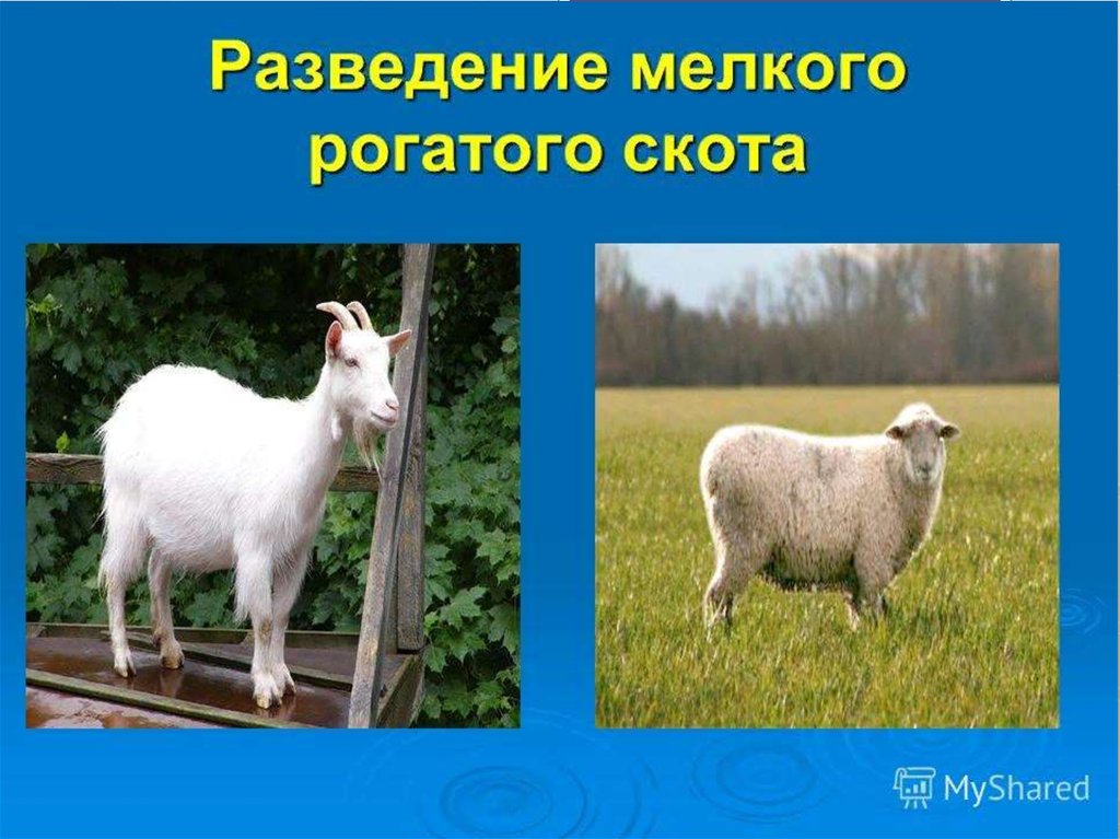 Презентация мелкий рогатый скот