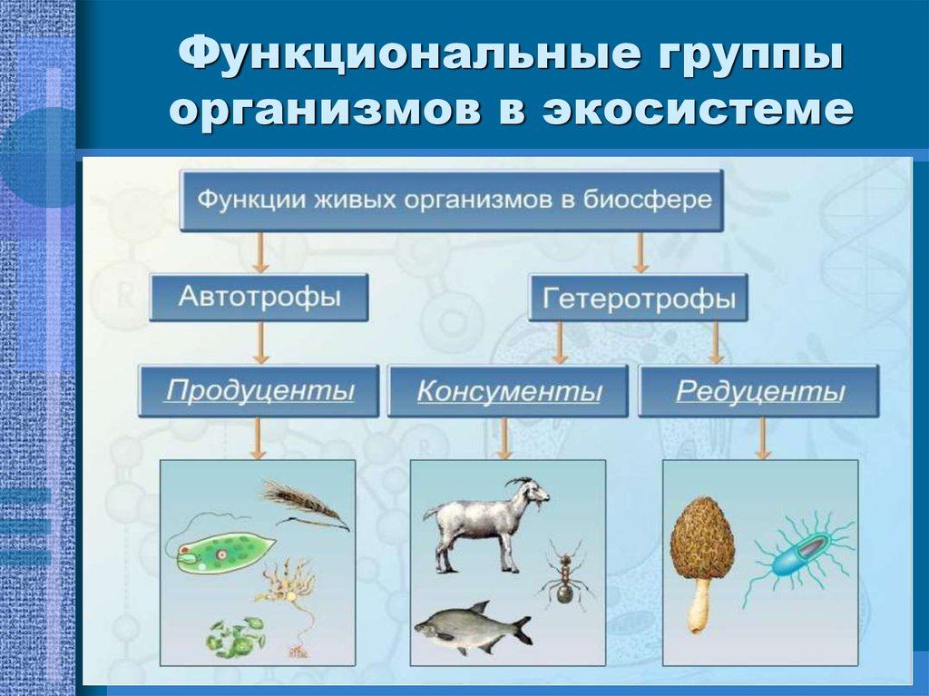 Продуцент 3 порядка является. Функциональные группы экосистемы. Продуценты,редуценты,кон. Группы организмов в экосистеме. Функциональные группы организмов в экосистеме.