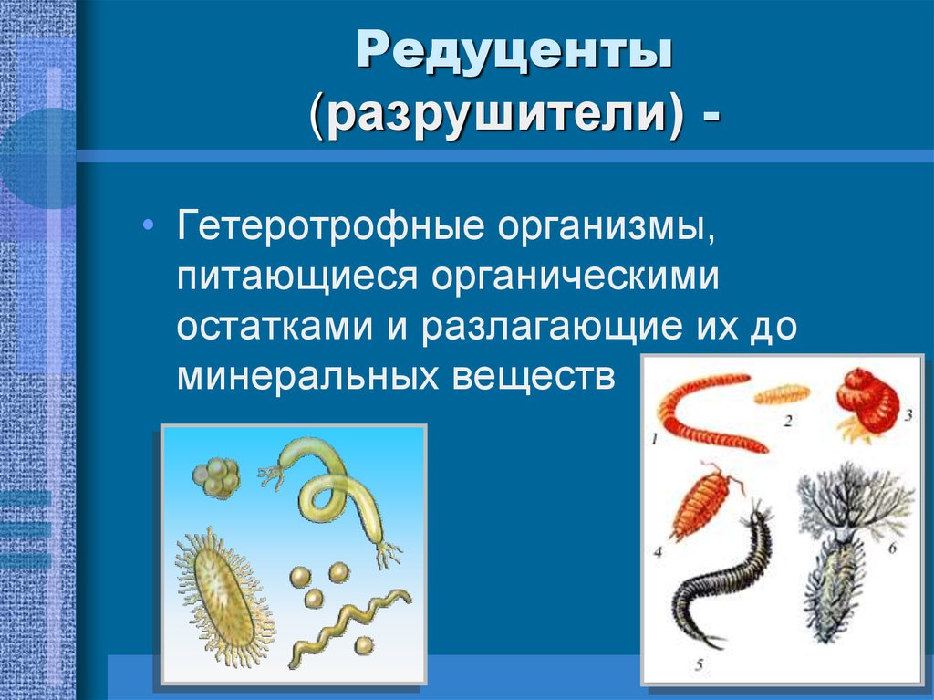 Консументы разрушители. Грибы Разрушители редуценты. Разрушители редуценты. Организмы редуценты. Редуценты разлагатели.