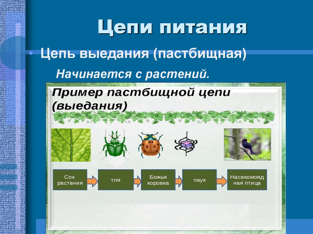 Установите правильную последовательность звеньев в цепи выедания. Детритная пищевая цепь. Пастбищная и детритная пищевые цепи. Пастбищные и детритные цепи питания. Цепи питания биология детритные и пастбищные.