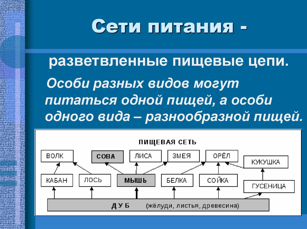 Чем отличается пищевая цепь от пищевой сети