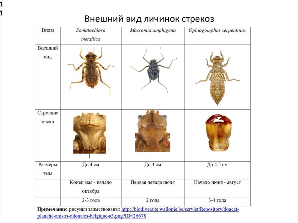 Биотопическое распределение личинок стрекоз