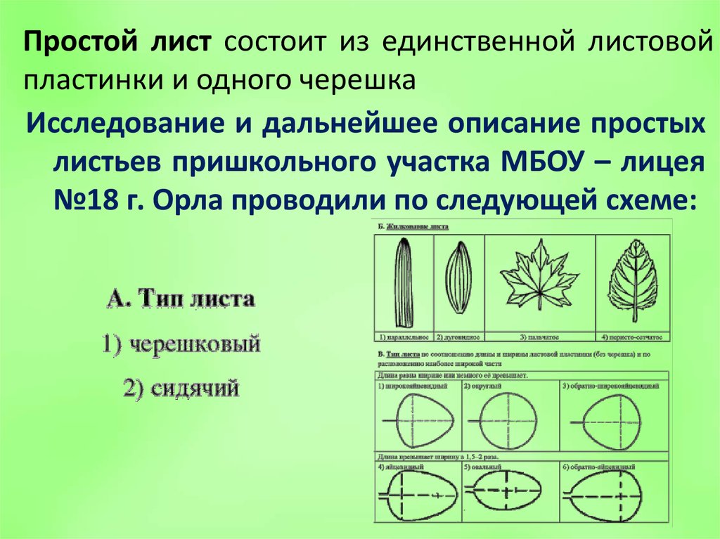 Пластинки растения. Лист состоит из черешка и листовой пластинки. Лист состоит из черешка и листовой пластины. Простой лист состоит из листовой пластинки и. Листья состоят из листовой пластинки.