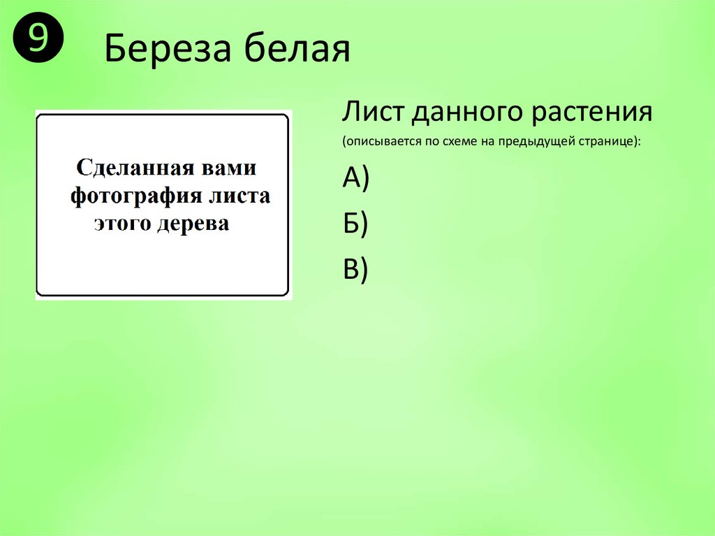 Береза белая