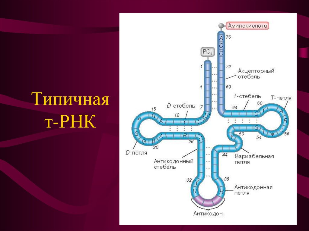 Т рнк. Вариабельная петля ТРНК. Акцепторный стебель ТРНК. Петли т РНК. Функция акцепторного стебля ТРНК.