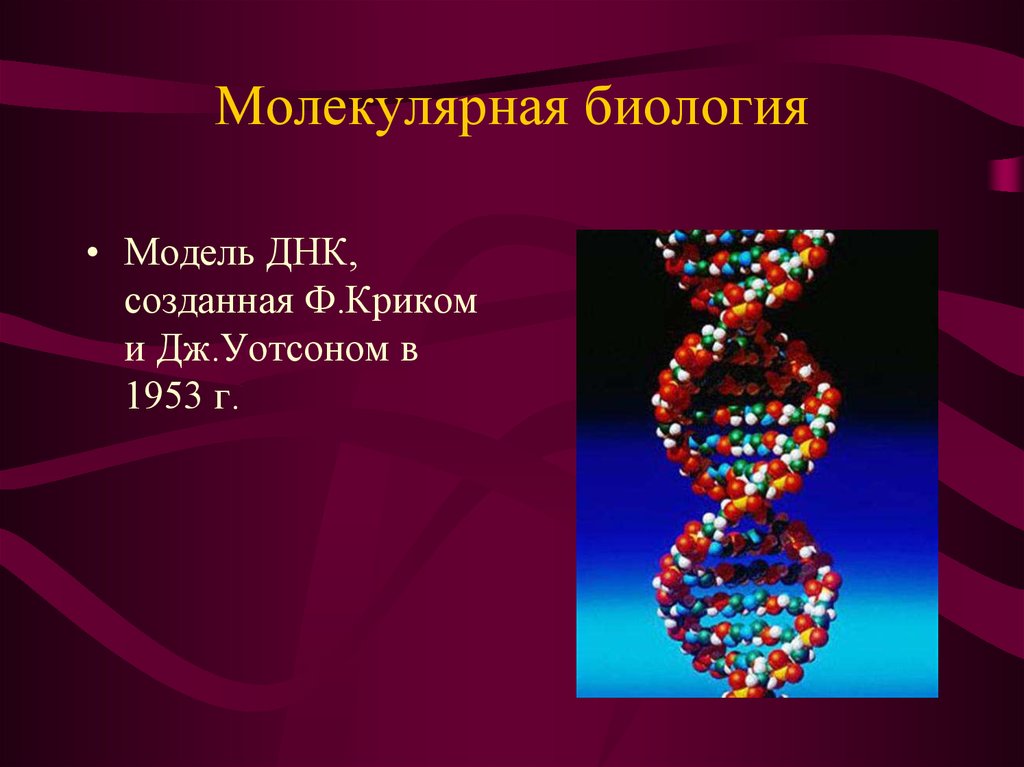 Презентация по биологии решение задач по молекулярной биологии