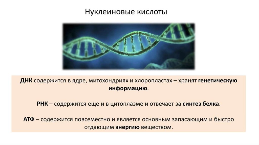 Митохондрии содержат днк. ДНК содержится в ядре митохондриях. Нуклеиновые кислоты генетика. Нуклеиновые кислоты сожержаться. Для чего нужен ДНК В митохондрии.