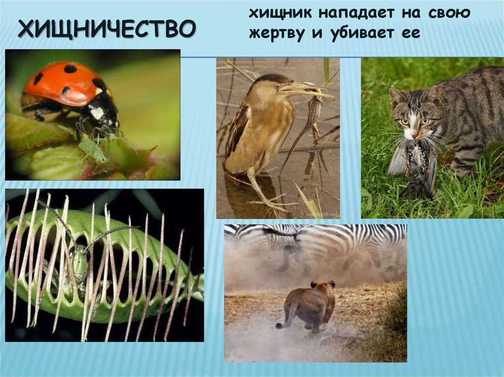 Хищничество определение и примеры. Примеры хищничества в биологии. Взаимоотношения животных в природе хищничество. Хищничество это в биологии. Примеры хищничества в экологии.