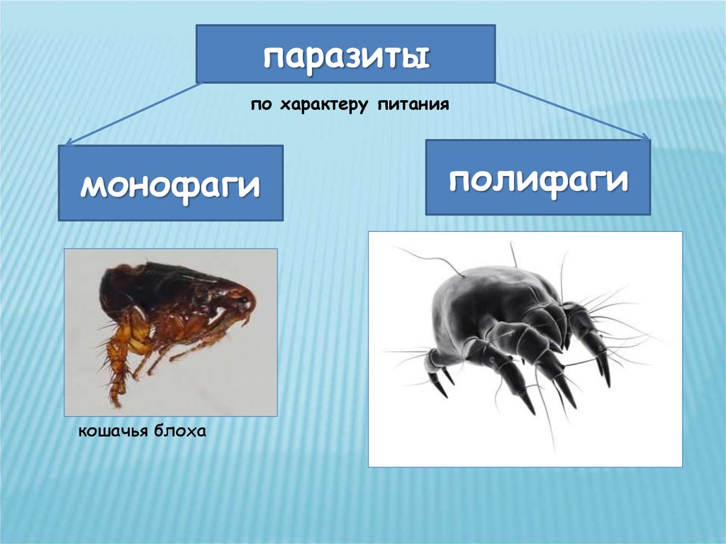 Блохи презентация паразитология