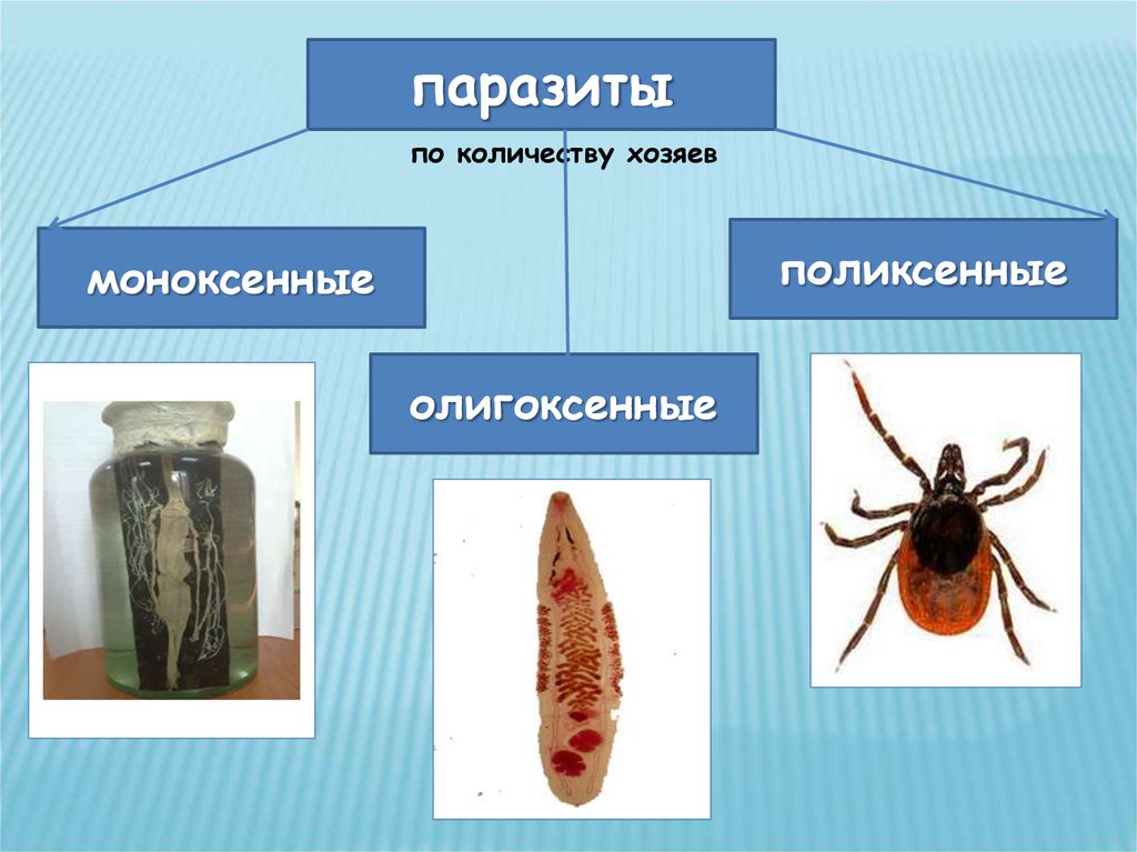 Медицинская паразитология презентация