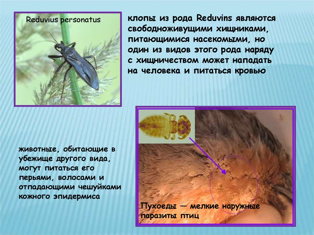 Блохи презентация паразитология