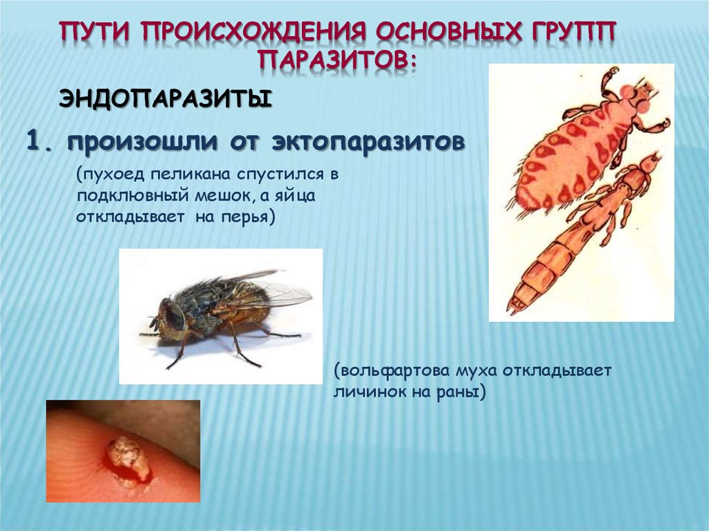 Эктопаразиты это кто. Пути происхождения паразитов. Вольфартова Муха личинки. Пример наружного паразита.