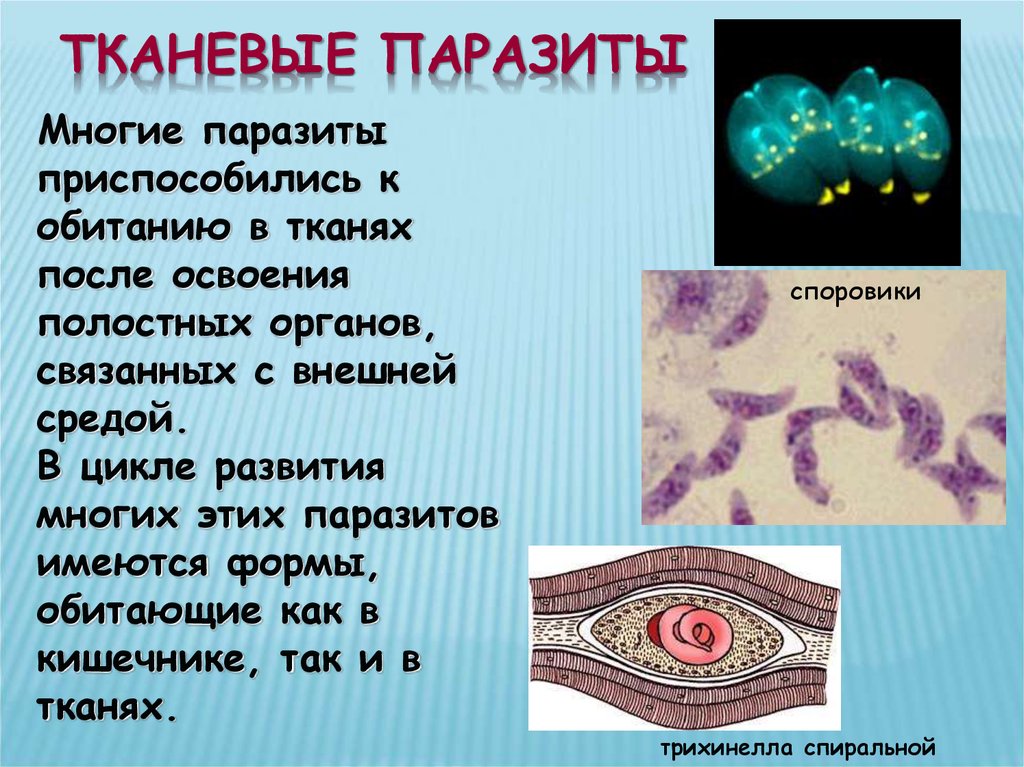 Ответ паразитам. Форма тела тканевых паразитов. Тканевые паразиты примеры.