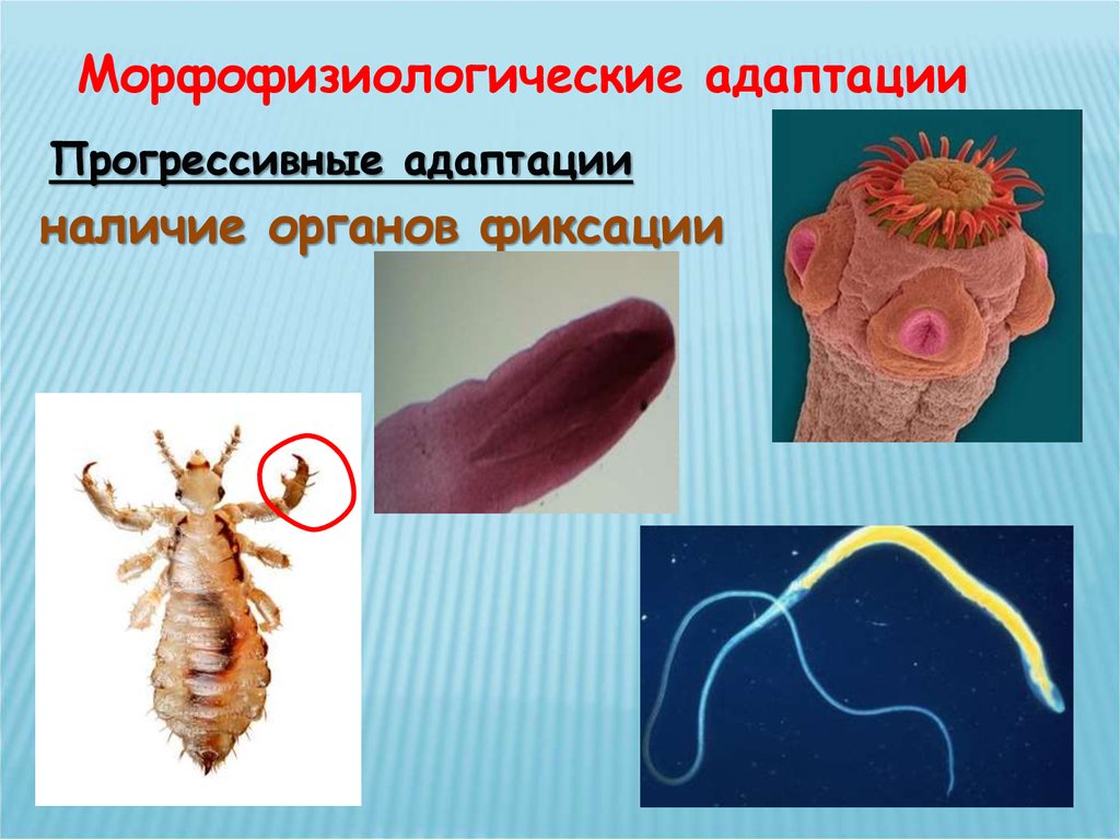 Паразитология картинки для презентации