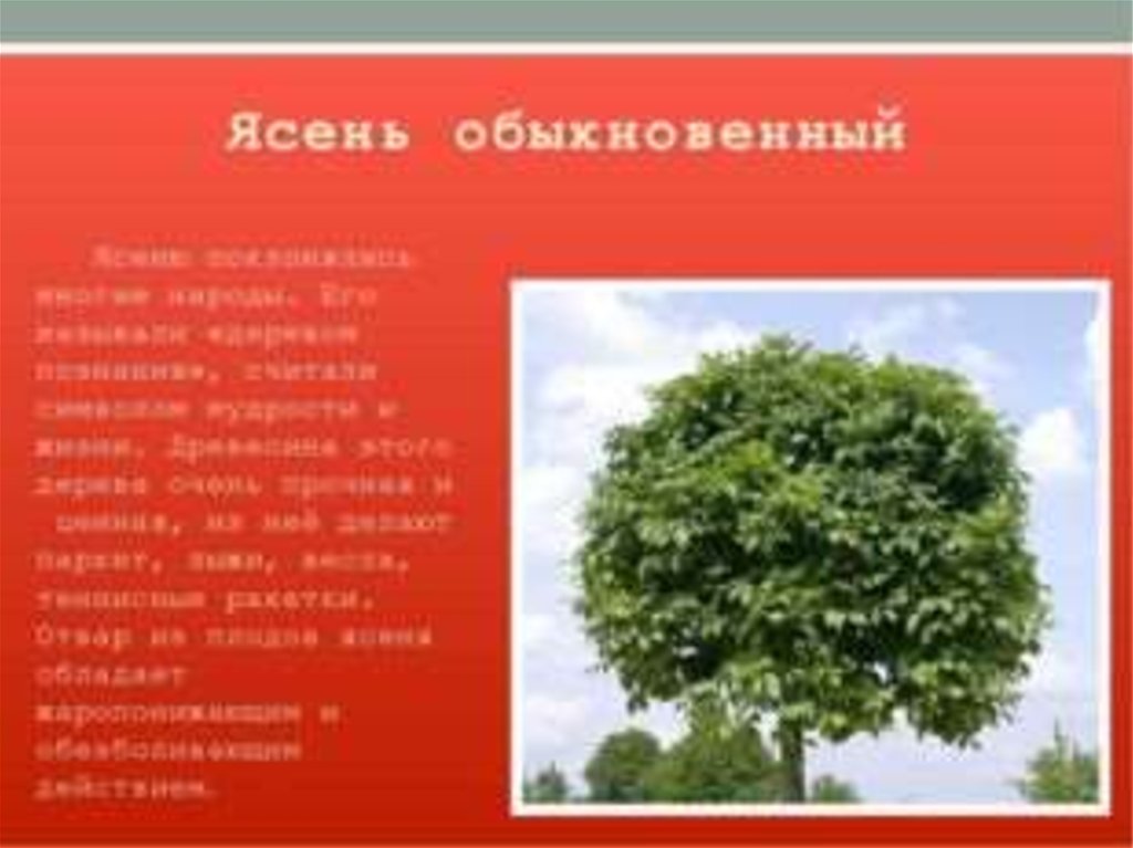 Слово ясень. Ясень обыкновенный красная книга Ленинградской области. Деревья занесенные в красную книгу. Деревья из красной книги. Деревья из красной книги России.