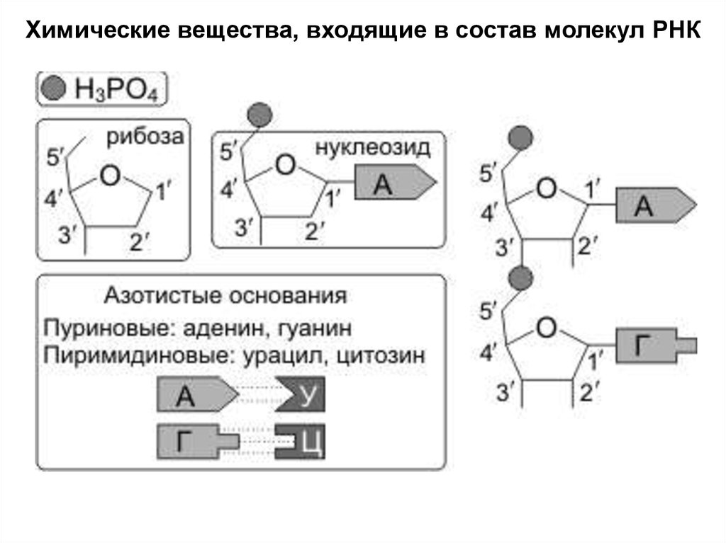 Вид азотистого основания рнк. РНК полимер мономерами которого являются рибонуклеотиды. Строение азотистых оснований. Азотистые основания входящие в состав РНК. Структура азотистых оснований.