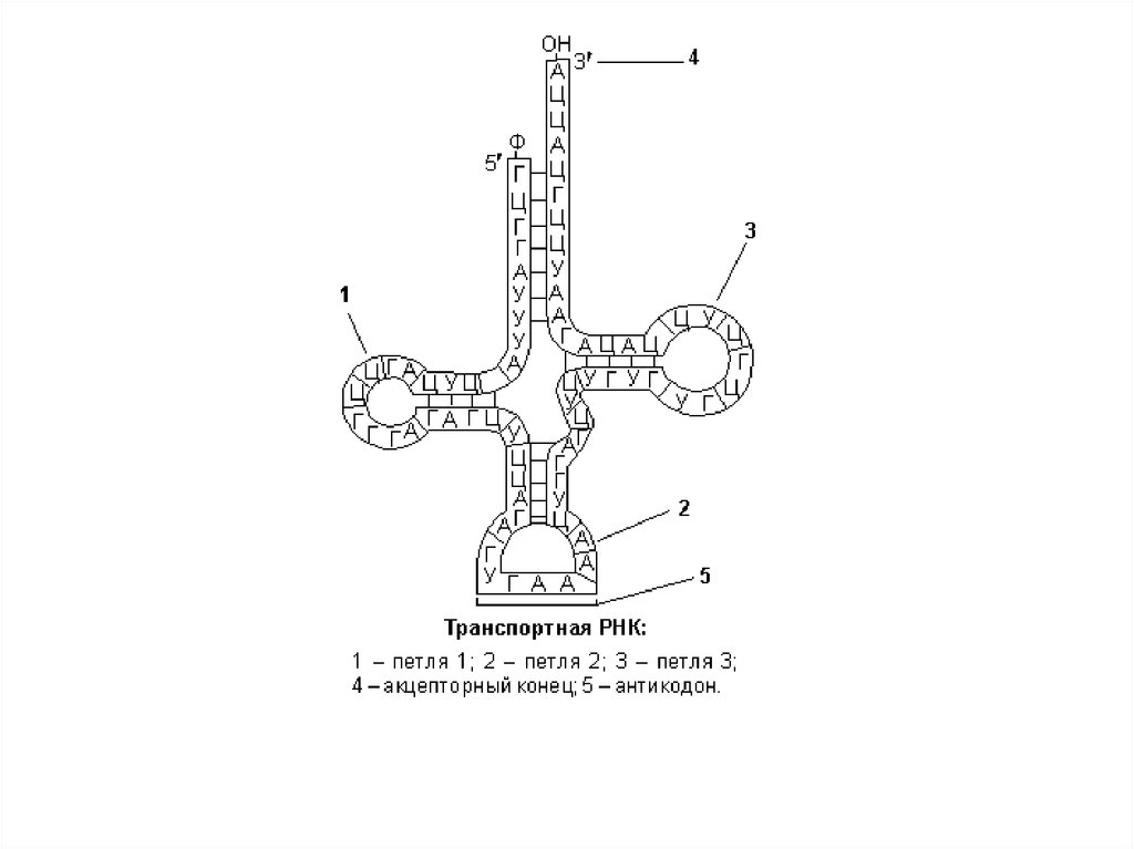 Т петля т рнк. Вторичная структура центральной петли ТРНК. ТРНК строение петли. Клеверный лист ТРНК. Петли транспортной РНК.
