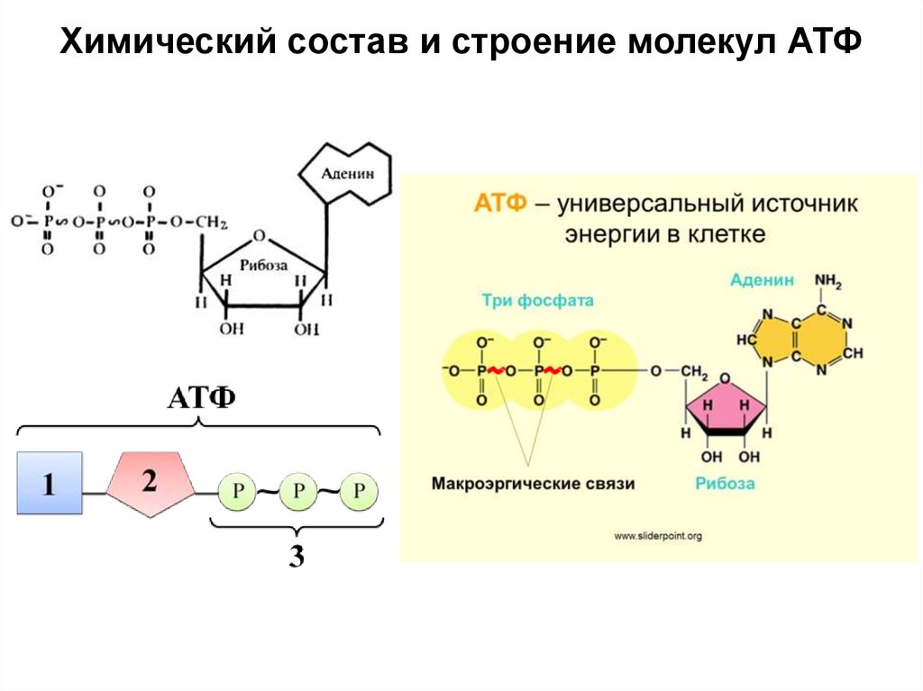 Мономер нуклеиновой кислоты аминокислота. Строение нуклеиновых кислот. Первичная структура нуклеиновых кислот. Вторичная структура нуклеиновых кислот. Нуклеиновые кислоты АТФ презентация.