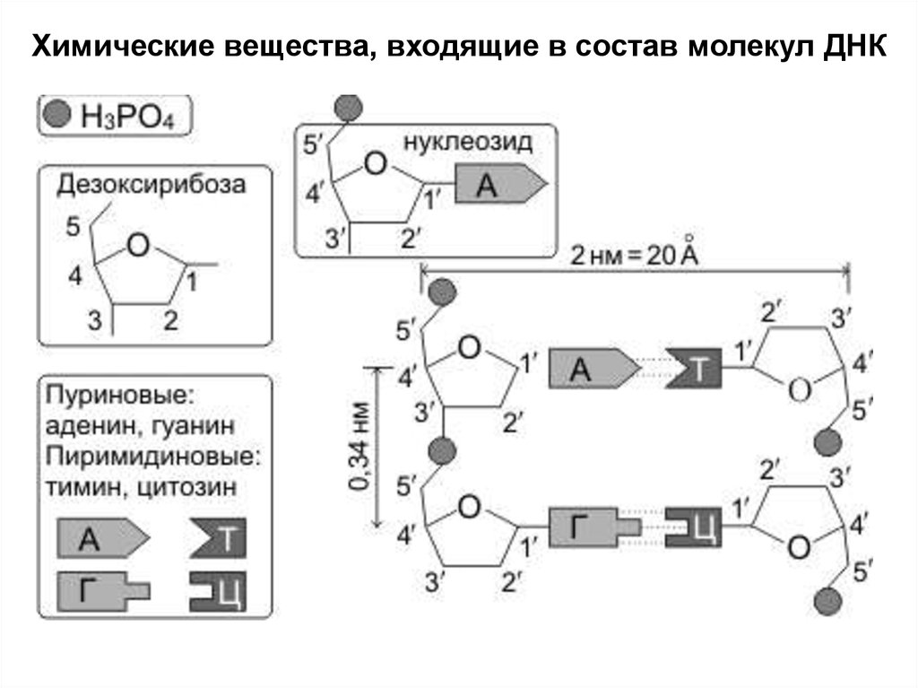 Сколько нуклеотидов в мономере. Участок молекулы ДНК из 2 п.н. 2. Строение нуклеотида ДНК.. Строение мономера ДНК. Строение нуклеотида.