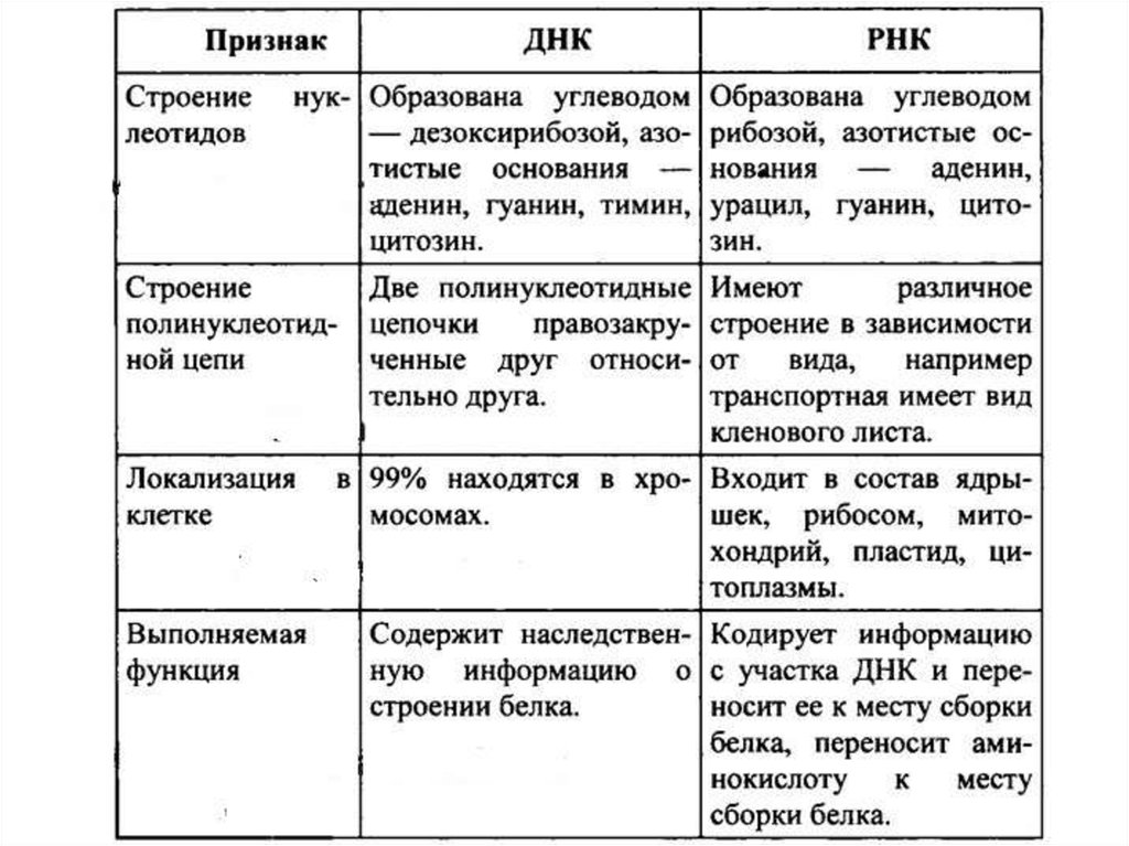 Строение днк и рнк кратко и понятно презентация