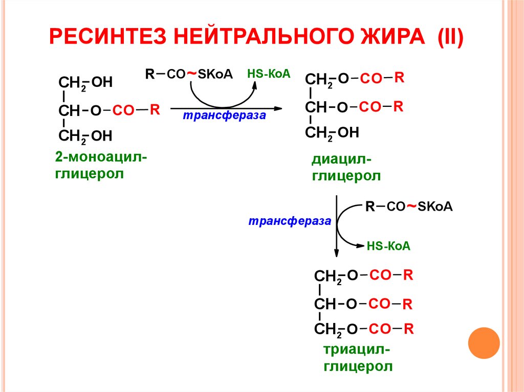 Синтез жиров происходит. Ресинтез жира реакции. Ресинтез нейтрального жира реакция. Ресинтез липидов биохимия реакции. Механизм ресинтеза фосфолипидов.