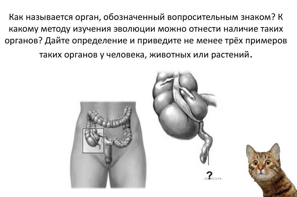 Назовите орган обозначенный на рисунке вопросительным знаком рыба