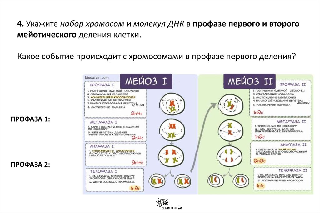 В соматических клетках после митоза. Набор хромосом в профазе 1. Профаза 1 хромосомный набор. Мейоз фазы таблица набор хромосом. Хромосомный набор в профазе мейоза 1.