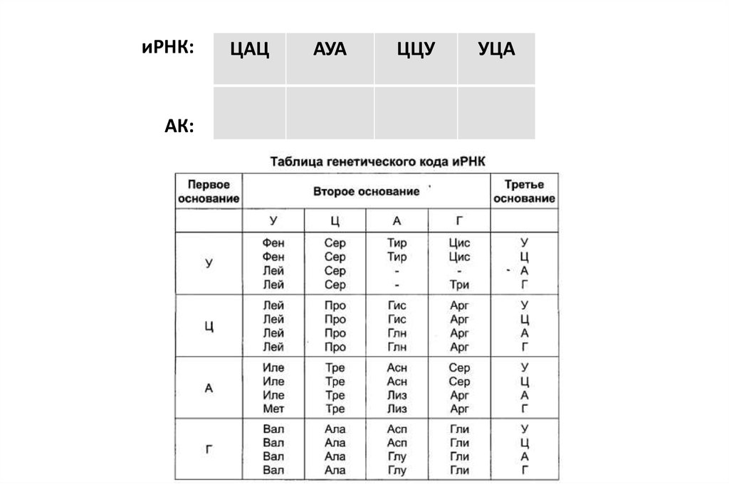 Ала фен лей вал. Таблица ИРНК. Генетический код таблица. Генетический код ИРНК таблица. Таблица ген кода ИРНК.
