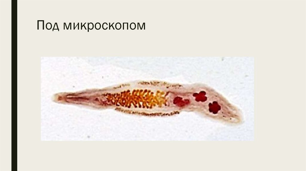 Кошачий Язык Под Микроскопом Фото