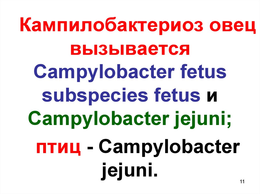 Доклад: Кампилобактериоз