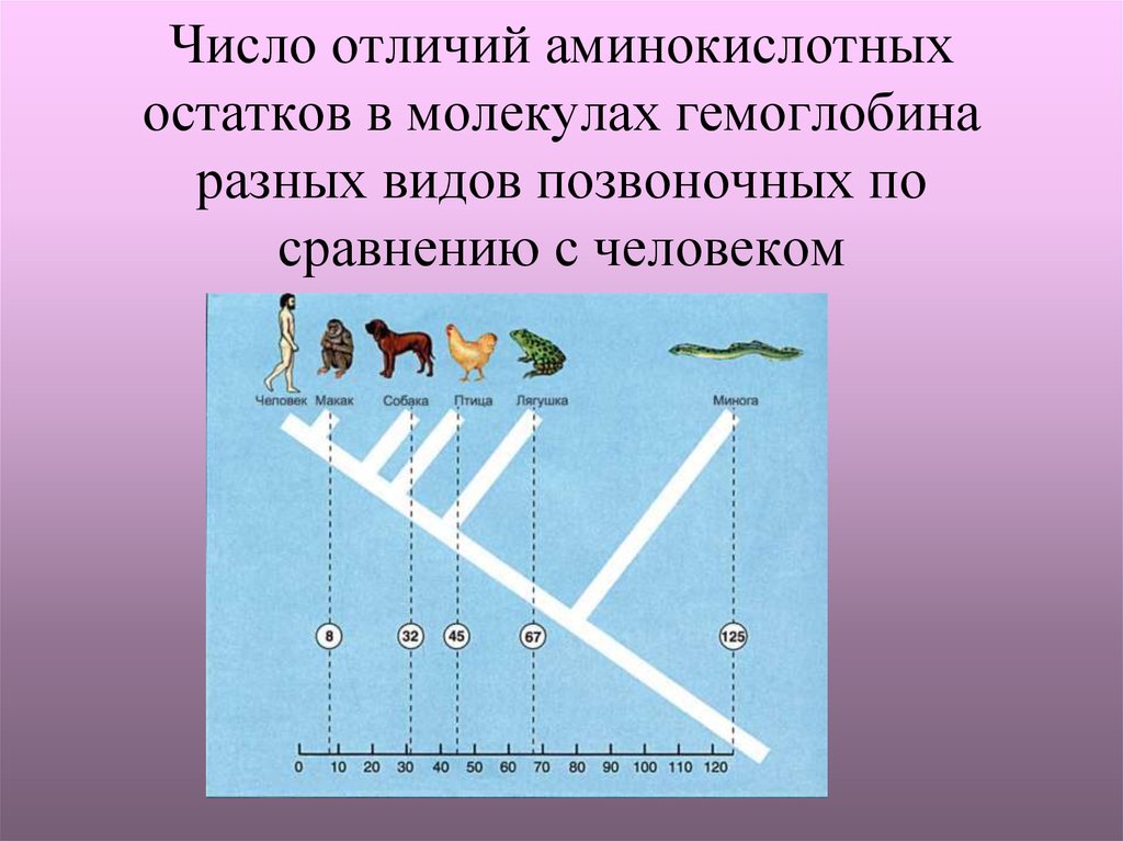 Количество отличаться. Число аминокислотных остатков в молекуле. Виды гемоглобина разных позвоночных. Число видов позвоночных. Последовательность аминокислот в гемоглобине человека и коровы.