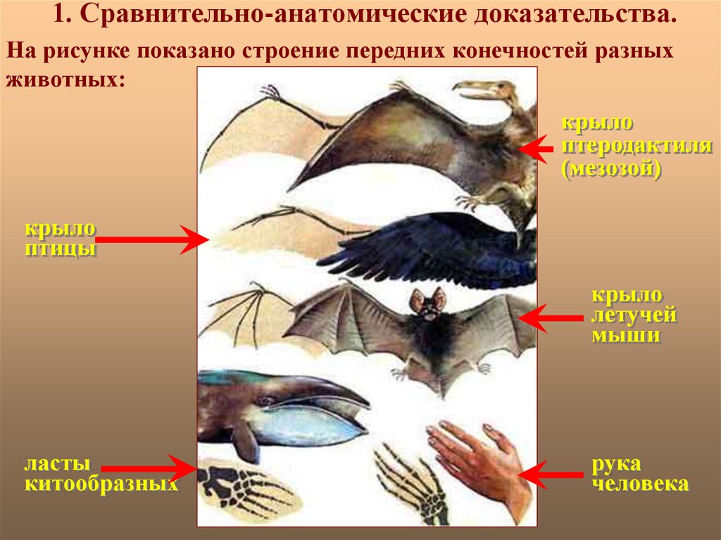 Если у животных встречаются разнообразные конечности изображенные на рисунке