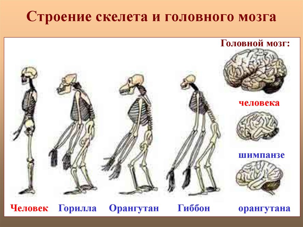 Конечности мозг. Строение человека и шимпанзе. Головной мозг шимпанзе. Мозг гориллы и человека.