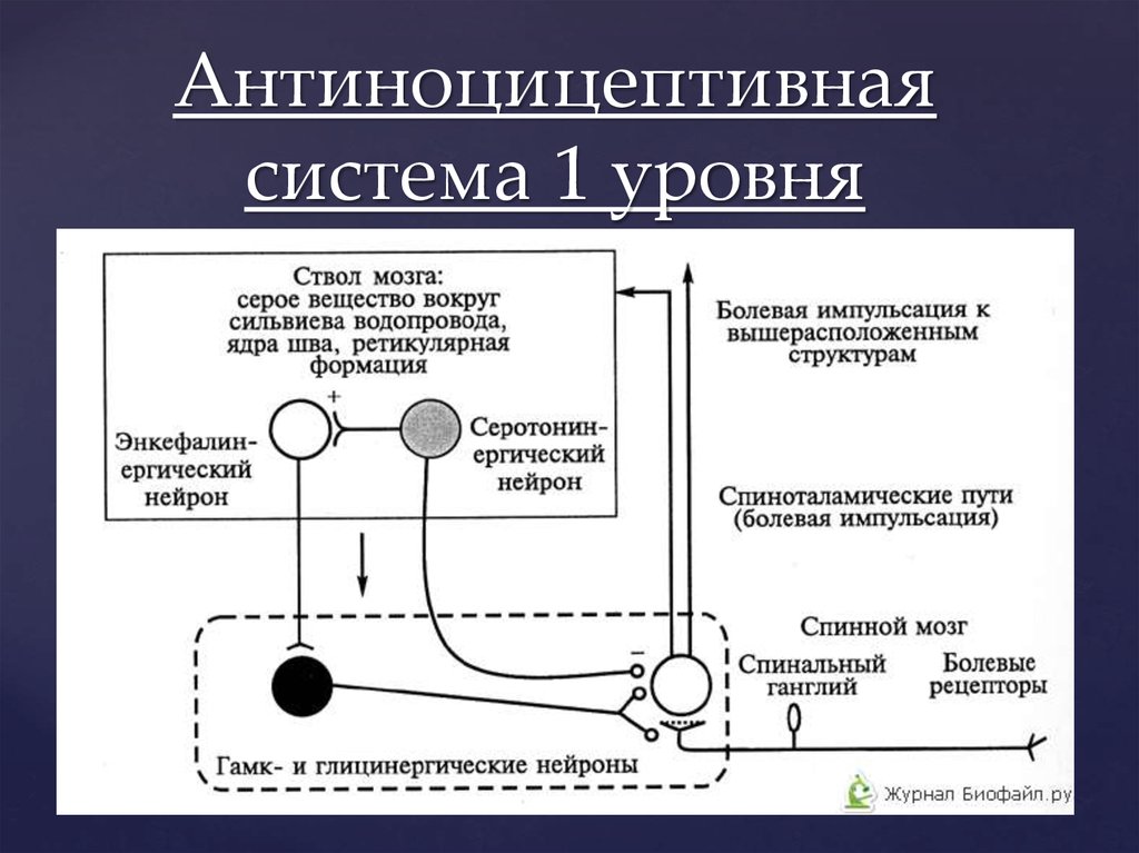 Система боли. Механизмы активации антиноцицептивной системы.. Система подавления боли (антиноцицептивная система):. Антиноцицептивная система схема и механизм. Уровни взаимодействия ноцицептивной и антиноцицептивной систем.